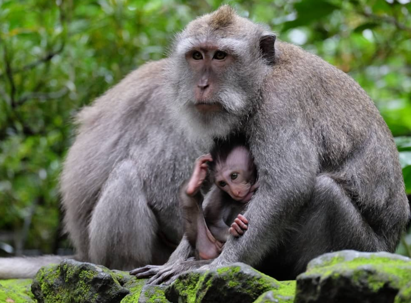 Monkeying Around in Paradise: A Guide to Ubud’s Monkey Forest